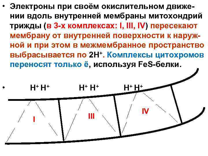  • Электроны при своём окислительном движении вдоль внутренней мембраны митохондрий трижды (в 3