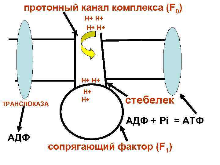 протонный канал комплекса (F 0) Н+ Н+ Н+ ТРАНСЛОКАЗА Н+ Н+ стебелек АДФ +