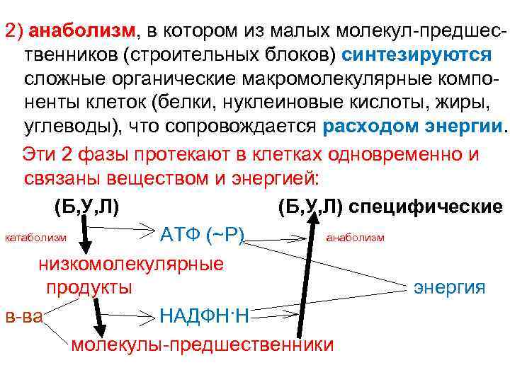 2) анаболизм, в котором из малых молекул-предшественников (строительных блоков) синтезируются сложные органические макромолекулярные компоненты