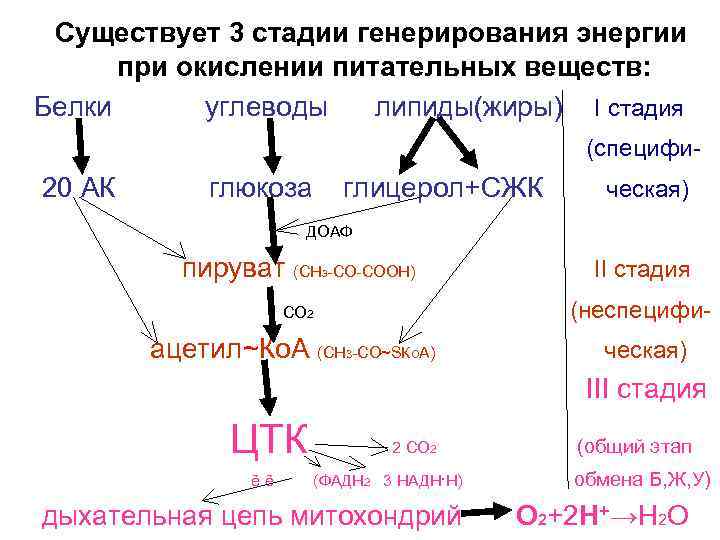 Существует 3 стадии генерирования энергии при окислении питательных веществ: Белки углеводы липиды(жиры) I стадия