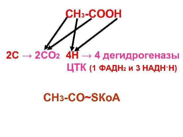 СН 3 -СООН 2 С → 2 СО 2 4 Н → 4 дегидрогеназы