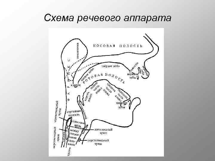 Схема речевого аппарата логопедия