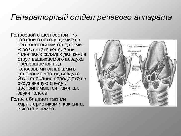 Речевые отделы. Отделы голосового аппарата. Голосовой аппарат состоит. Голосовой отдел. Голосовой отдел голосового аппарата.