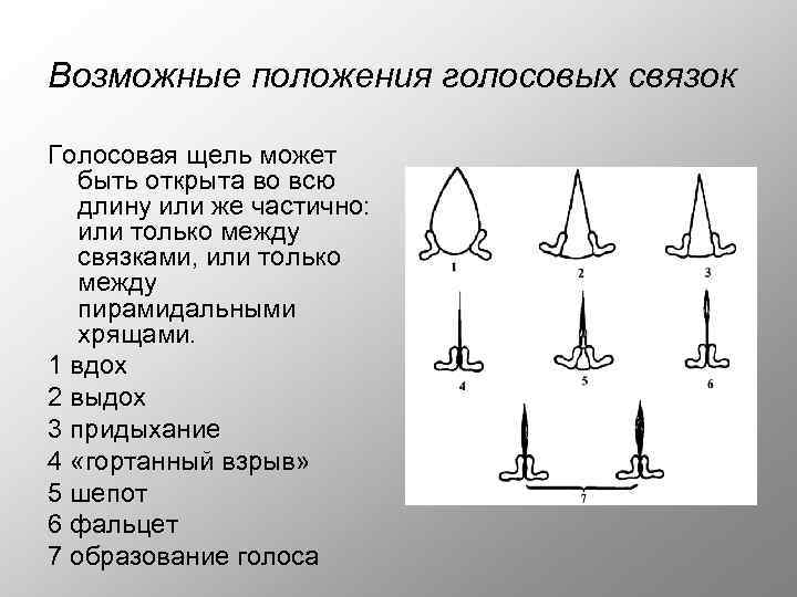 Возможные положения голосовых связок Голосовая щель может быть открыта во всю длину или же