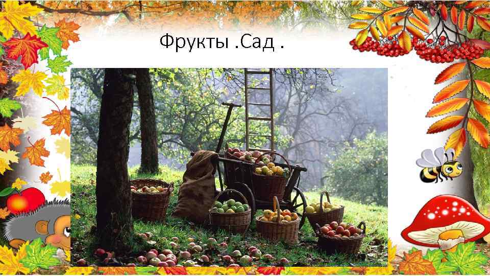 Фрукты. Сад. 