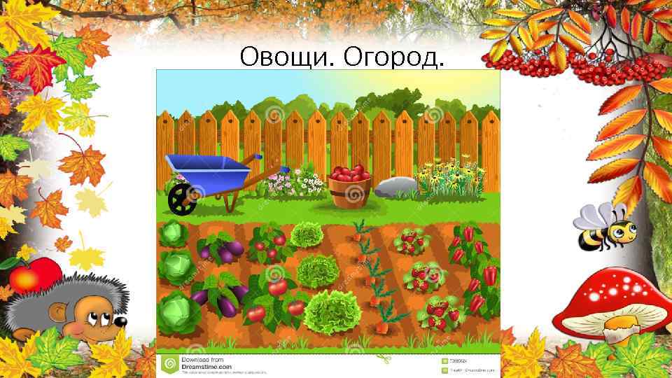 Овощи. Огород. 