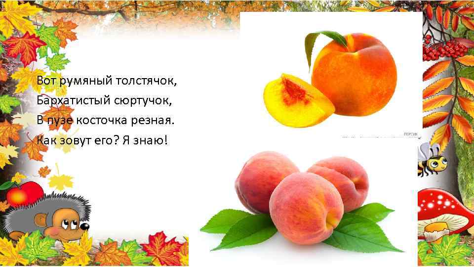 Вот румяный толстячок, Бархатистый сюртучок, В пузе косточка резная. Как зовут его? Я знаю!