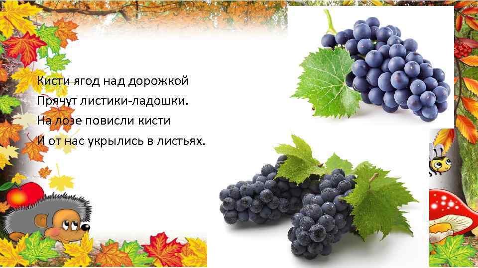 Кисти ягод над дорожкой Прячут листики-ладошки. На лозе повисли кисти И от нас укрылись