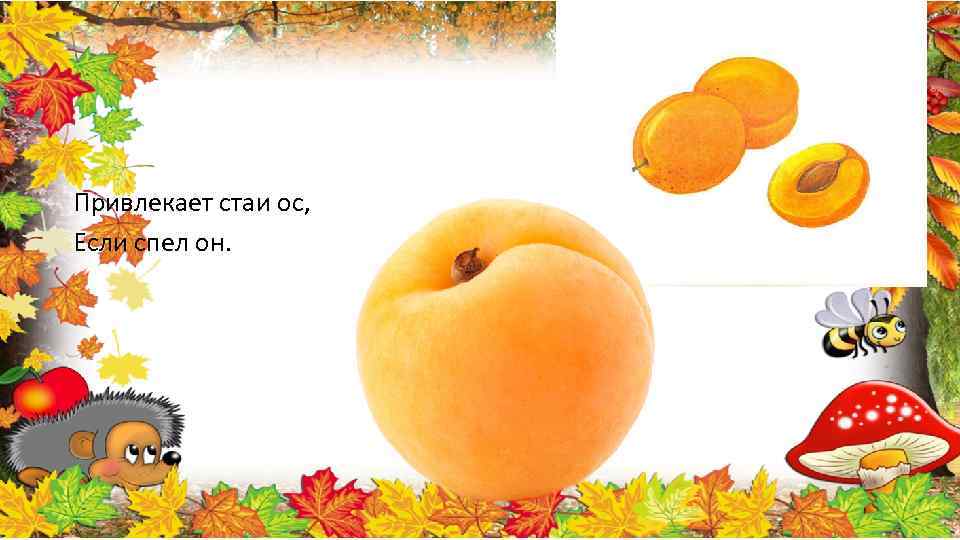 Привлекает стаи ос, Если спел он. 