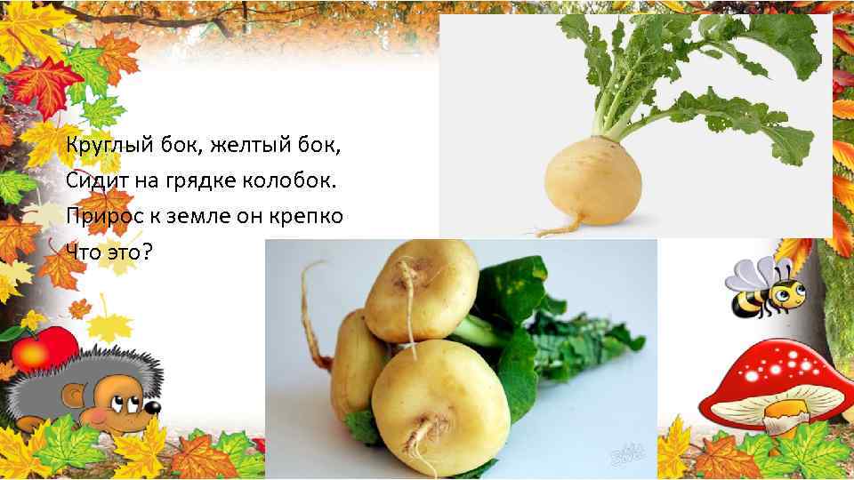 Круглый бок, желтый бок, Сидит на грядке колобок. Прирос к земле он крепко Что