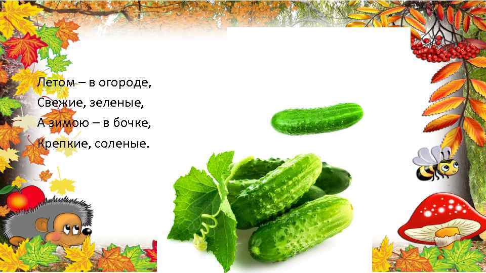 Летом – в огороде, Свежие, зеленые, А зимою – в бочке, Крепкие, соленые. 