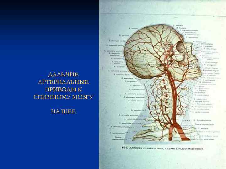 ДАЛЬНИЕ АРТЕРИАЛЬНЫЕ ПРИВОДЫ К СПИННОМУ МОЗГУ НА ШЕЕ 