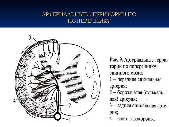 АРТЕРИАЛЬНЫЕ ТЕРРИТОРИИ ПО ПОПЕРЕЧНИКУ 