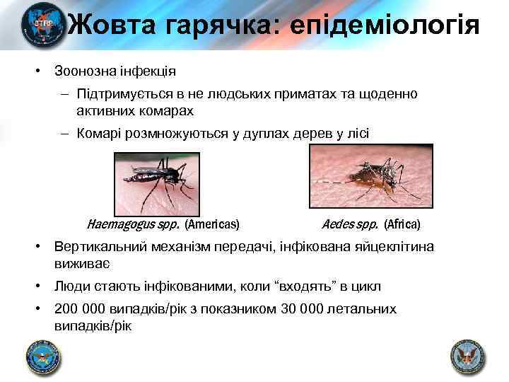 Жовта гарячка: епідеміологія • Зоонозна інфекція – Підтримується в не людських приматах та щоденно