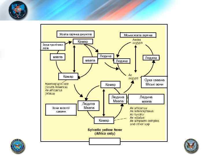 Жовта гарячка джунглів Міська жовта гарячка Комар Зона тропічних лісів Людина мавпа Людина Комар