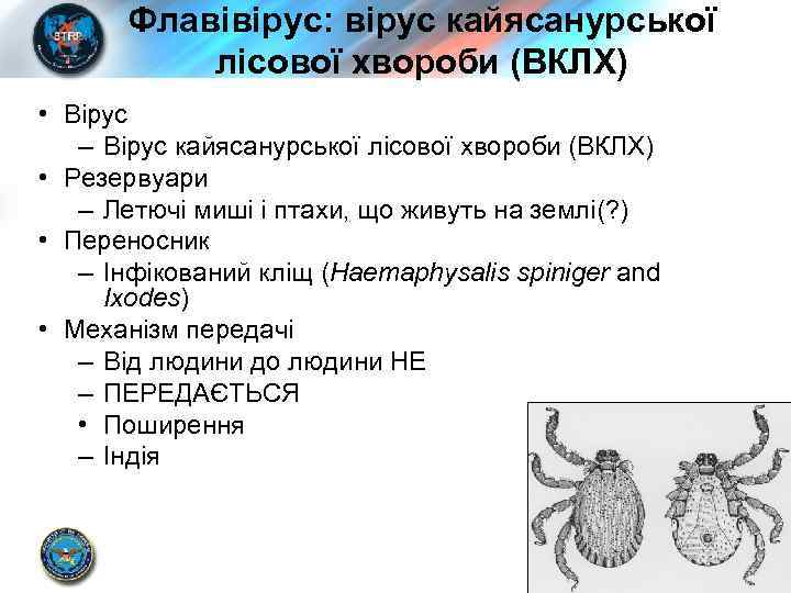 Флавівірус: вірус кайясанурської лісової хвороби (ВКЛХ) • Вірус – Вірус кайясанурської лісової хвороби (ВКЛХ)