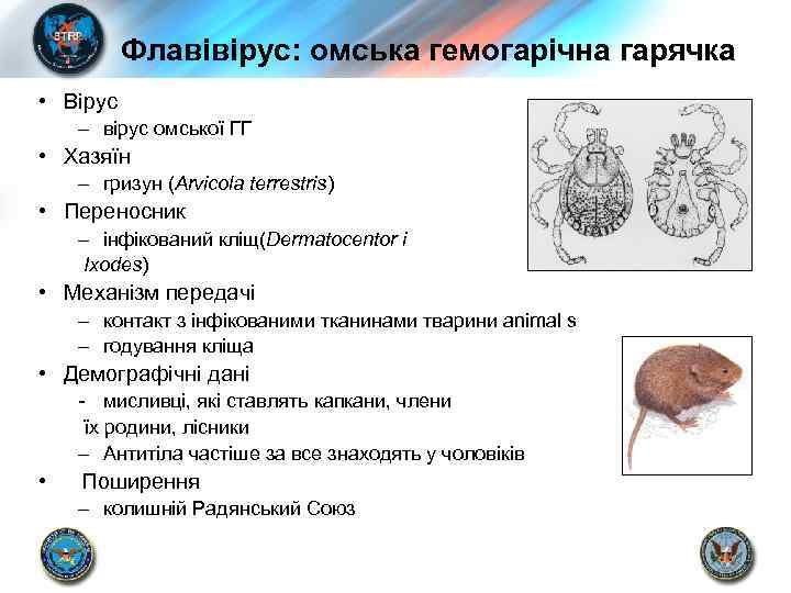 Флавівірус: омська гемогарічна гарячка • Вірус – вірус омської ГГ • Хазяїн – гризун