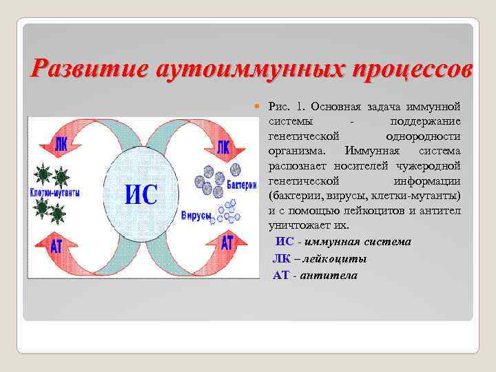 Развитие аутоиммунных процессов Рис. 1. Основная задача иммунной системы поддержание генетической однородности организма. Иммунная