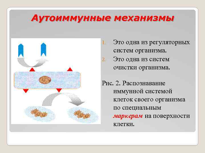 Аутоиммунные механизмы 1. 2. Это одна из регуляторных систем организма. Это одна из систем