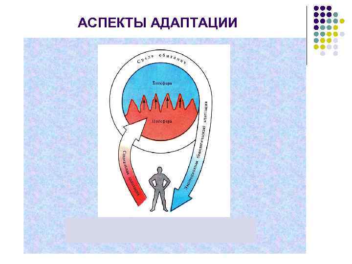 АСПЕКТЫ АДАПТАЦИИ 