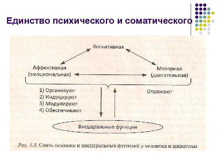 Единство психического и соматического 