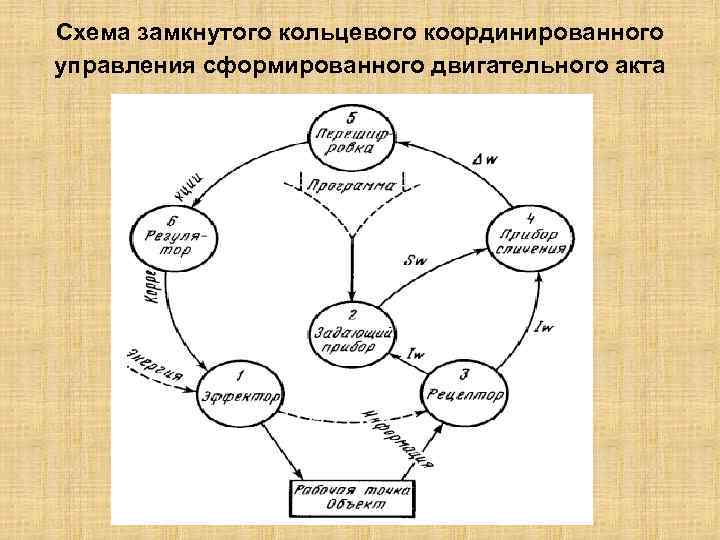 Схема замкнутого кольцевого координированного управления сформированного двигательного акта 