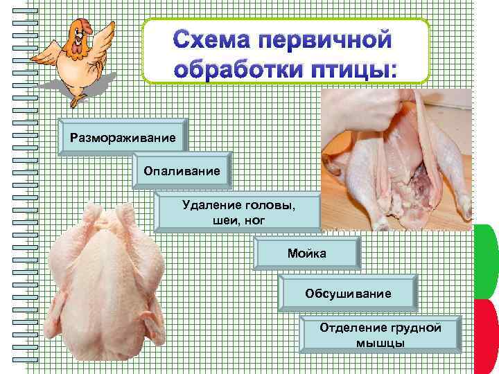 Схема первичной обработки птицы: Размораживание Опаливание Удаление головы, шеи, ног Обсушивание Пункт плана Отделение