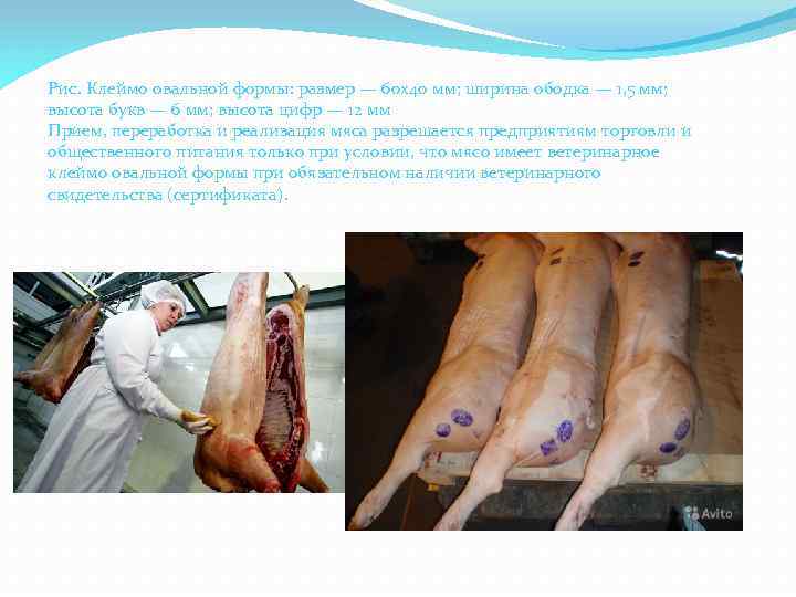 Рис. Клеймо овальной формы: размер — 60 x 40 мм; ширина ободка — 1,