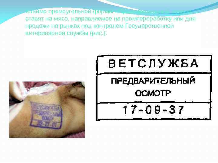 Клеймо прямоугольной формы «Предварительный осмотр ставят на мясо, направляемое на промпереработку или для продажи