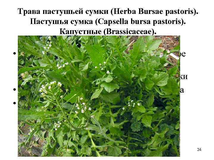 Трава пастушьей сумки (Herba Bursae pastoris). Пастушья сумка (Capsella bursa pastoris). Капустные (Brassicaceae). •