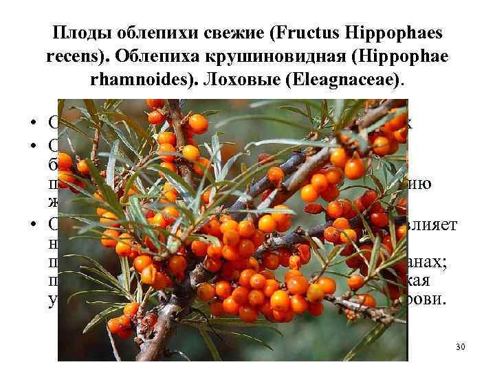 Плоды облепихи свежие (Fructus Hippophaes recens). Облепиха крушиновидная (Hippophae rhamnoides). Лоховые (Eleagnaceae). • Сок