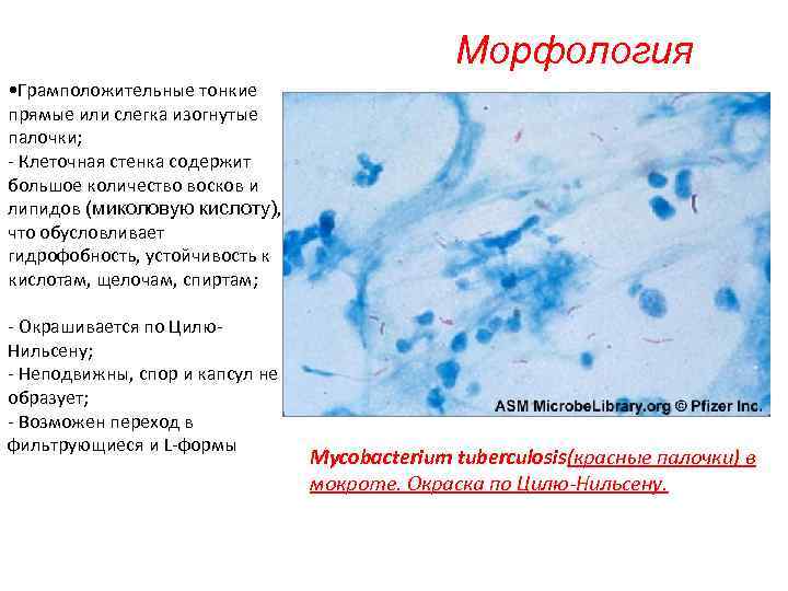 Морфология • Грамположительные тонкие прямые или слегка изогнутые палочки; - Клеточная стенка содержит большое