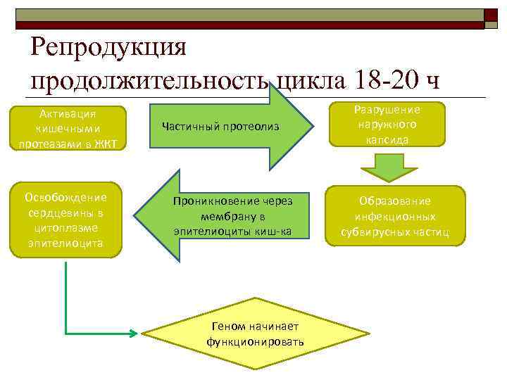 Репродукция продолжительность цикла 18 -20 ч Активация кишечными протеазами в ЖКТ Освобождение сердцевины в