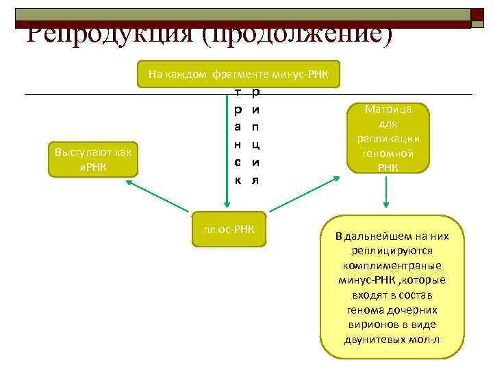 Репродукция (продолжение) Выступают как и. РНК На каждом фрагменте минус-РНК т р р и