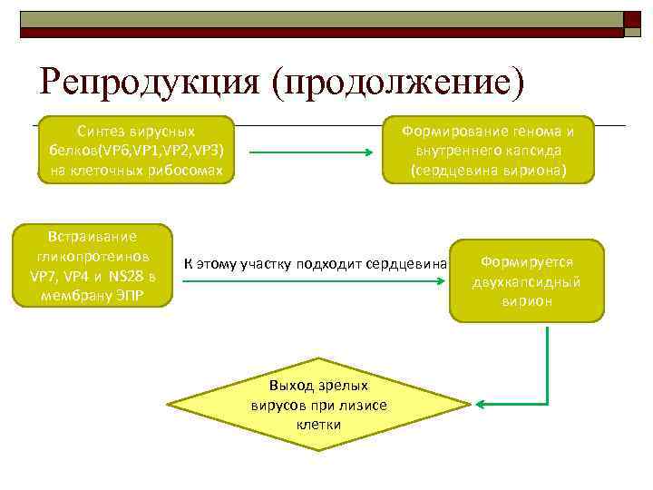 Репродукция (продолжение) Синтез вирусных белков(VP 6, VP 1, VP 2, VP 3) на клеточных