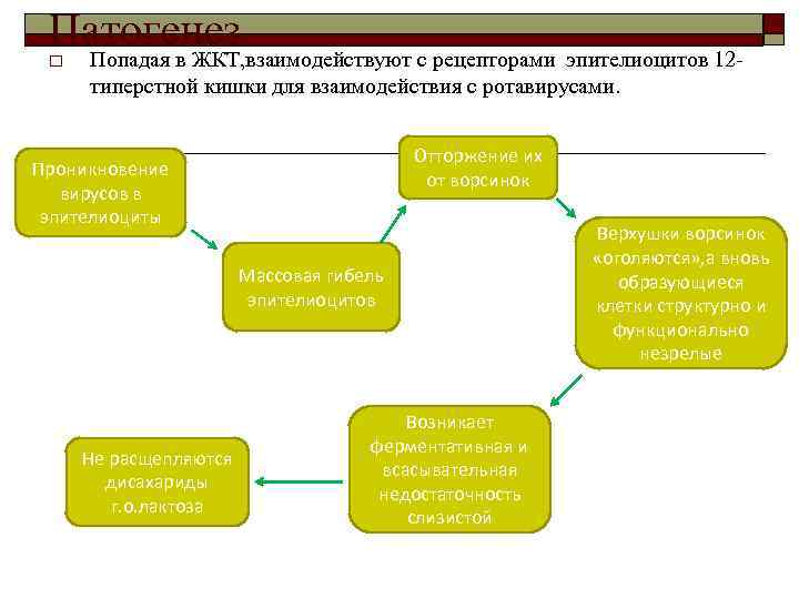 Патогенез o Попадая в ЖКТ, взаимодействуют с рецепторами эпителиоцитов 12 типерстной кишки для взаимодействия