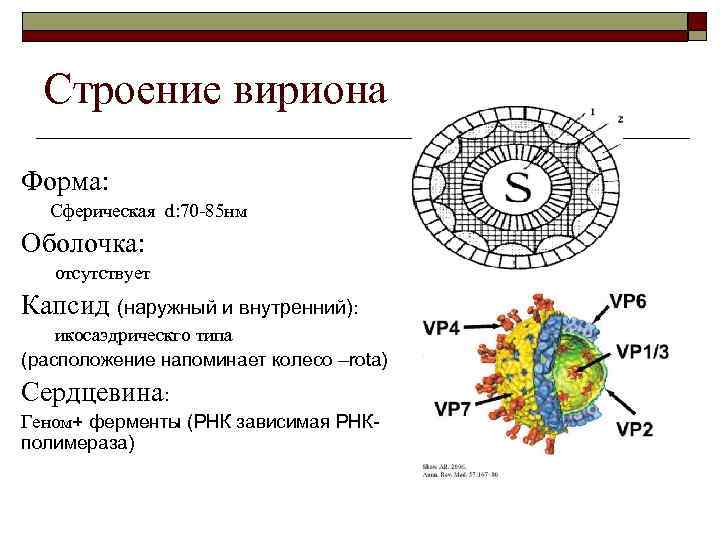 Строение вириона Форма: Сферическая d: 70 -85 нм Оболочка: отсутствует Капсид (наружный и внутренний):