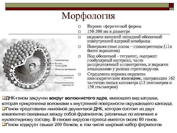 Морфология o o o Вирион сферической формы 150 -200 нм в диаметре окружен внешней