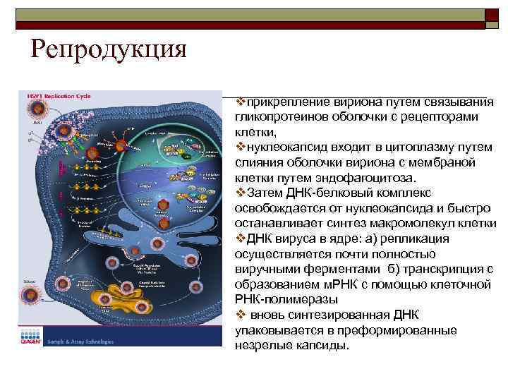 Репродукция vприкрепление вириона путем связывания гликопротеинов оболочки с рецепторами клетки, vнуклеокапсид входит в цитоплазму