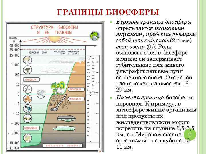 ГРАНИЦЫ БИОСФЕРЫ Верхняя граница биосферы определяется озоновым экраном, представляющим собой тонкий слой (2 -4