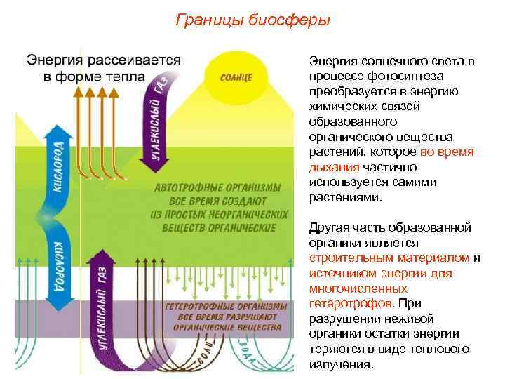 Границы биосферы Энергия солнечного света в процессе фотосинтеза преобразуется в энергию химических связей образованного