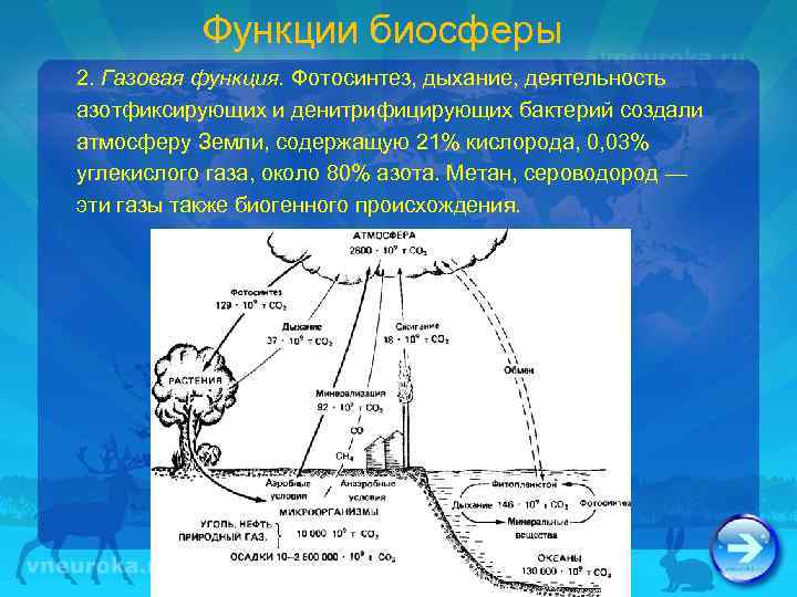 Функции биосферы 2. Газовая функция. Фотосинтез, дыхание, деятельность азотфиксирующих и денитрифицирующих бактерий создали атмосферу