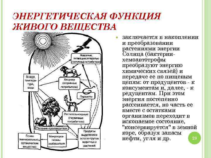 ЭНЕРГЕТИЧЕСКАЯ ФУНКЦИЯ ЖИВОГО ВЕЩЕСТВА заключается в накоплении и преобразовании растениями энергии Солнца (бактериихемоавтотрофы преобразуют