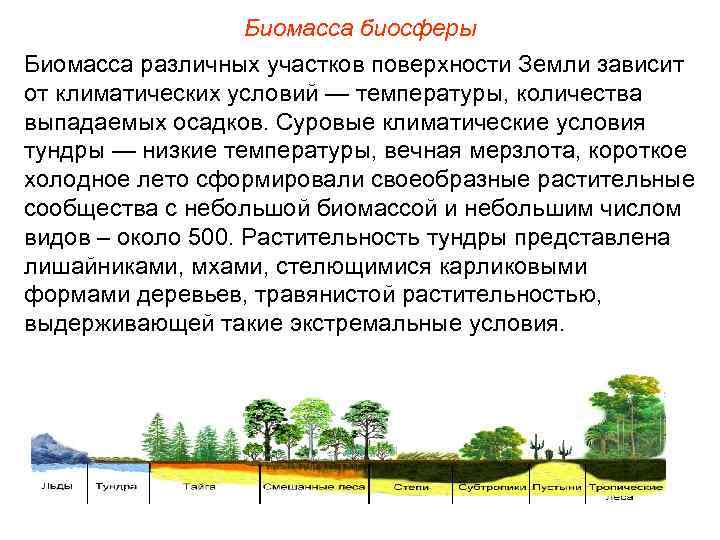 Биомасса биосферы Биомасса различных участков поверхности Земли зависит от климатических условий — температуры, количества