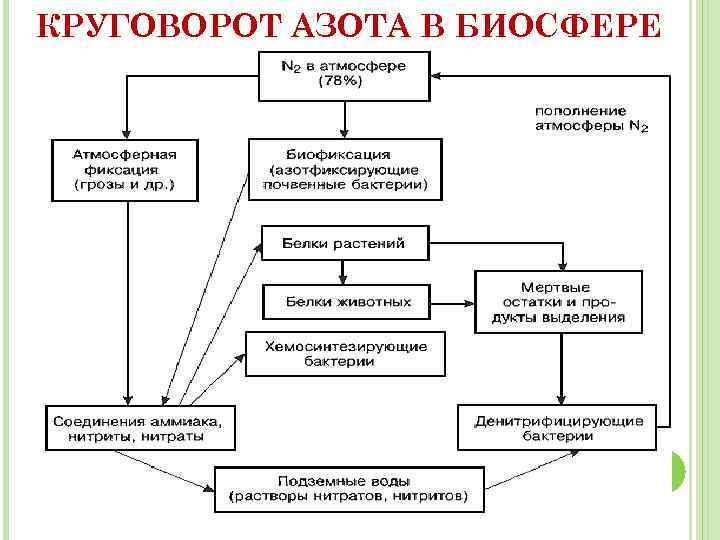 КРУГОВОРОТ АЗОТА В БИОСФЕРЕ 34 