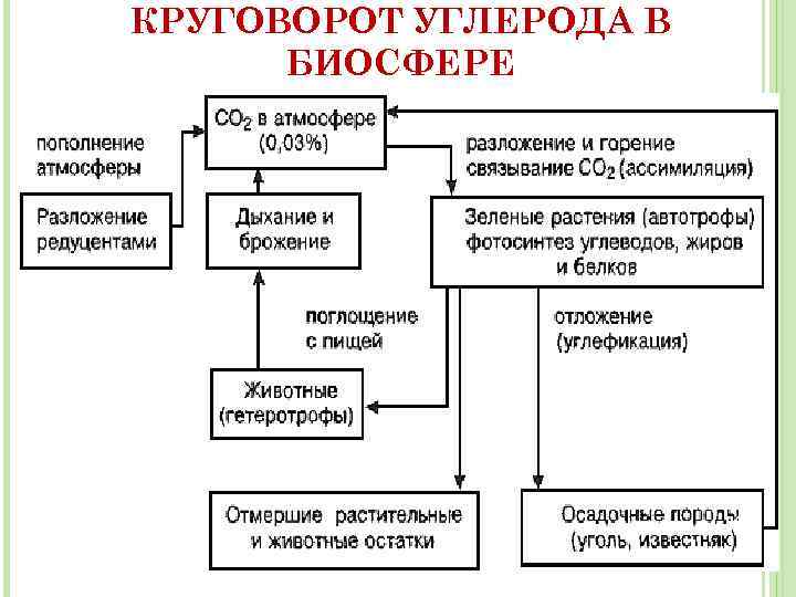 КРУГОВОРОТ УГЛЕРОДА В БИОСФЕРЕ 36 