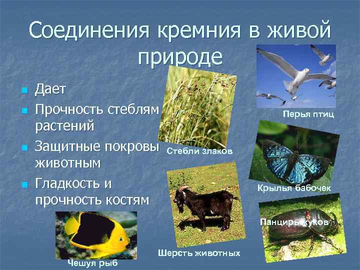Соединения кремния в живой природе n n Дает Прочность стеблям растений Защитные покровы животным