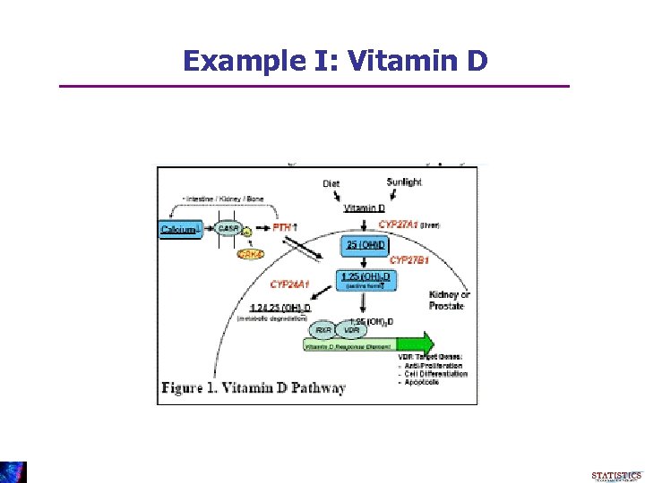 Example I: Vitamin D 