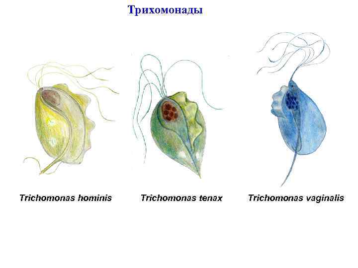 Трихомонады Trichomonas hominis Trichomonas tenax Trichomonas vaginalis 