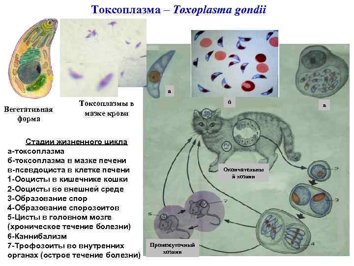 Токсоплазма – Toxoplasma gondii а Вегетативная форма б Токсоплазмы в мазке крови Стадии жизненного